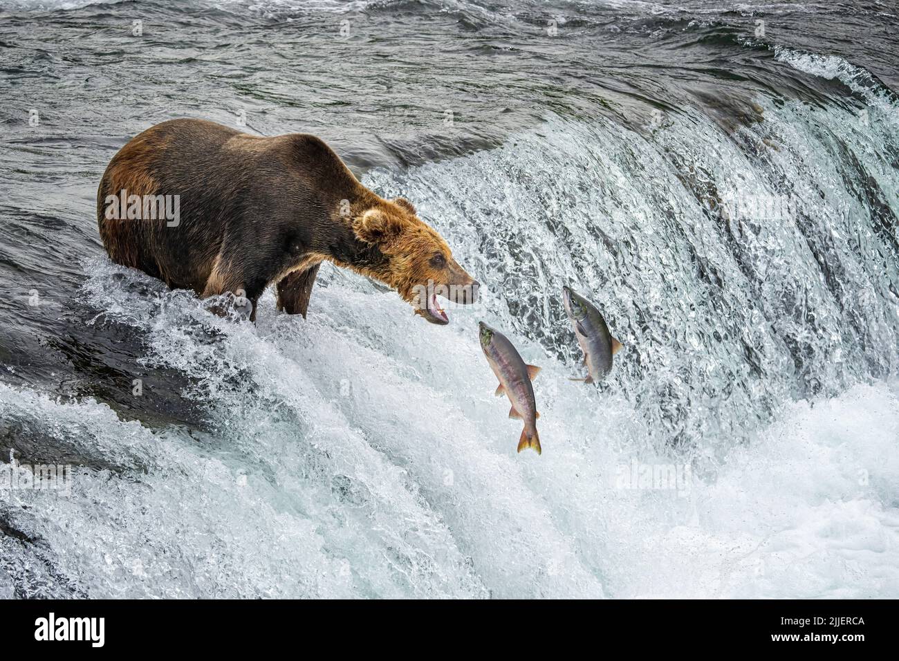 Brown Bear Fishing at Brooks Falls Stock Photo