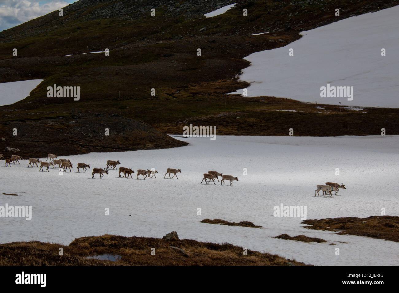 A herd of reindeers crossing a snow patch in the mountains between Norwegian Nedalshytta and Swedish Sylarna, Jamtland, Sweden Stock Photo