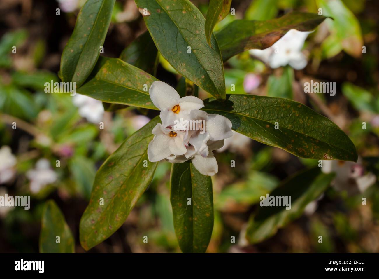 A Look at life in New Zealand: a walk around my organic, edible garden. Daphne flowers - not edible but a delightful smell. Stock Photo
