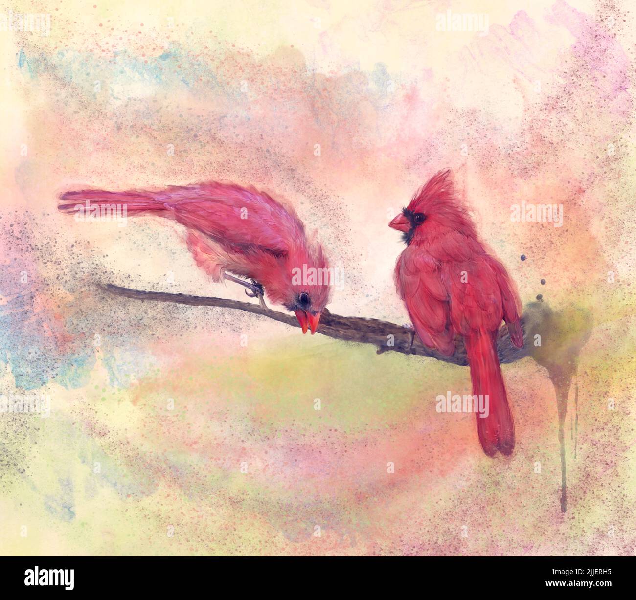 Digital Watercolor Painting of Male and Female Northern Cardinals Stock Photo