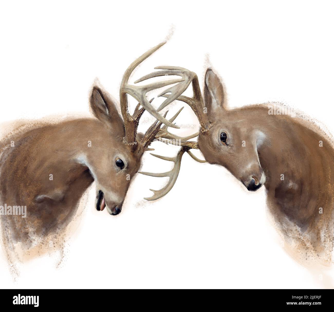 Watercolor of two Deer Buck on White Background Stock Photo