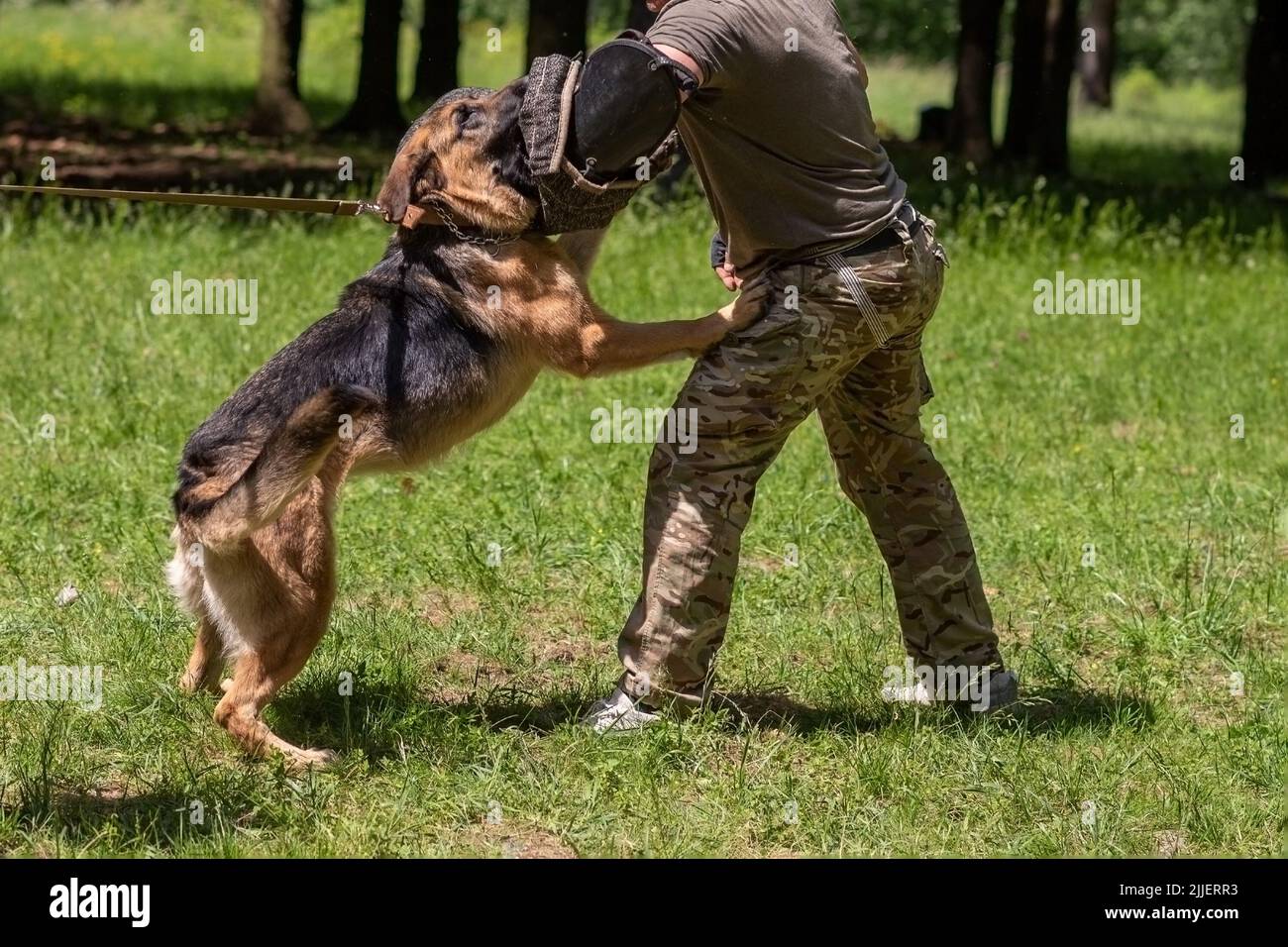 Are German Shepherds Attack Dogs