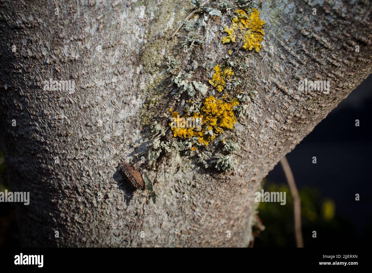 A Look at life in New Zealand: a walk around my organic, edible garden. Praying Mantis egg cases. The grown-ups eat other insects. Stock Photo
