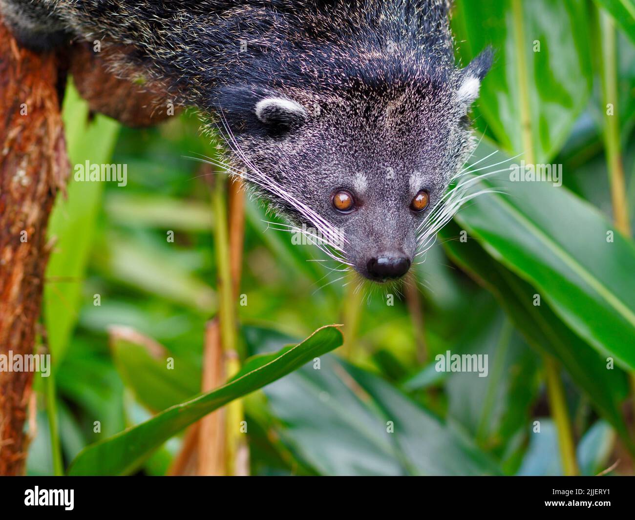 A closeup portrait of a fantastic captivating Binturong with sparkling eyes and winning features. Stock Photo