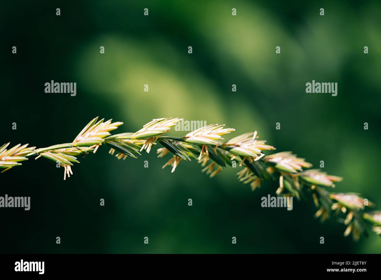 A shallow focus of Elytrigia plant twig on a green blurry background Stock Photo