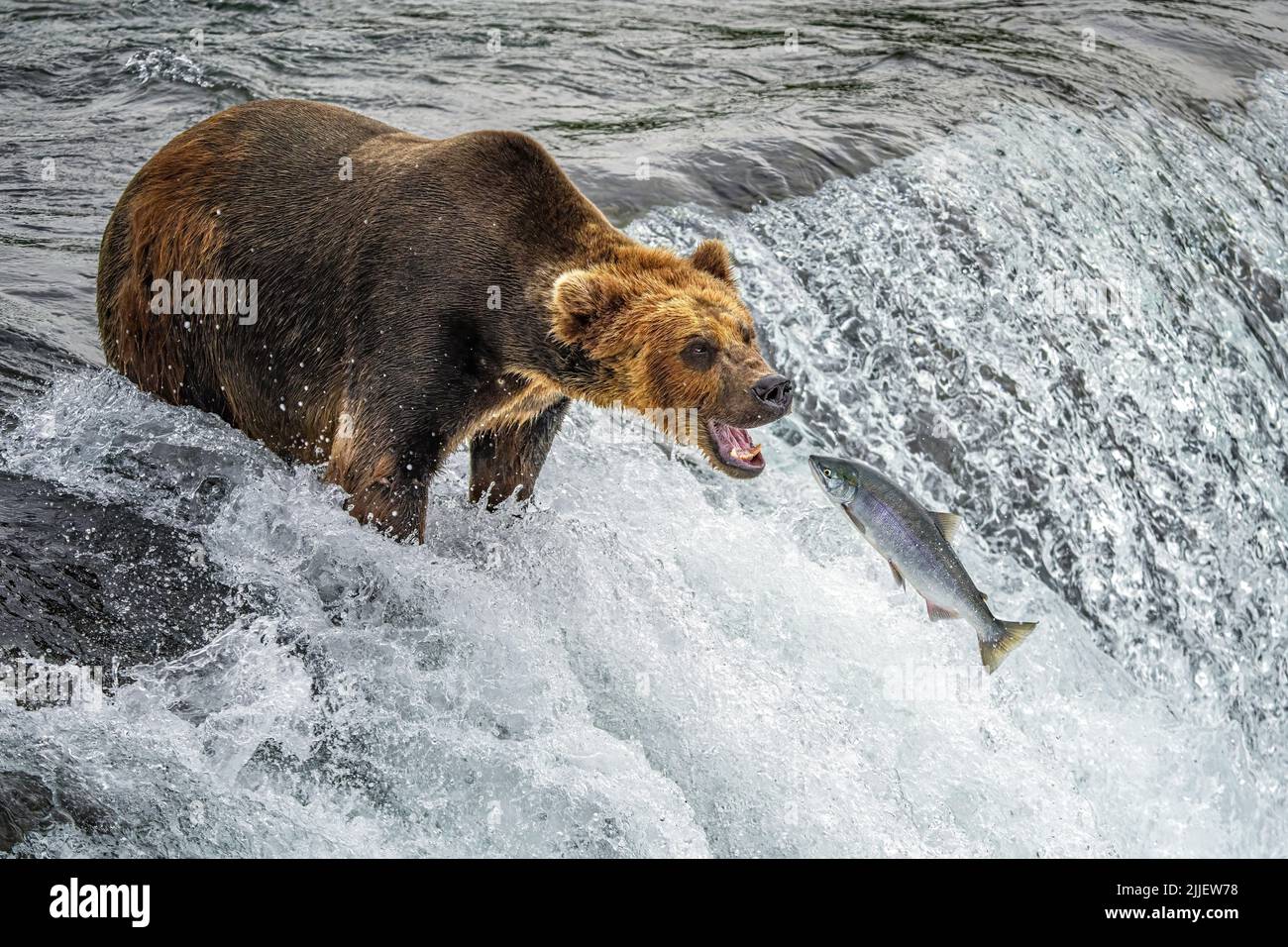 Brown Bear Fishing at Brooks Falls Stock Photo