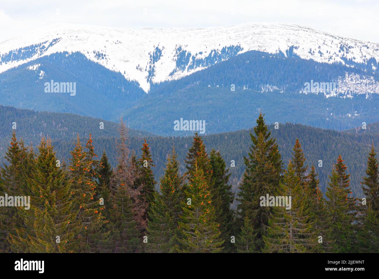 Pine trees growing on the mountains . Fir trees and snowy mountain ...