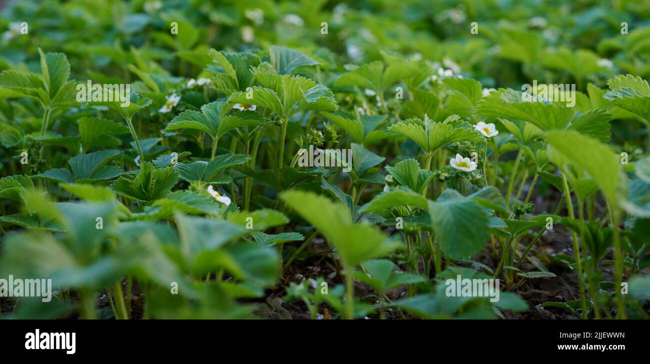 Strawberry bush with green leaves and white flowers in vegetable garden ...
