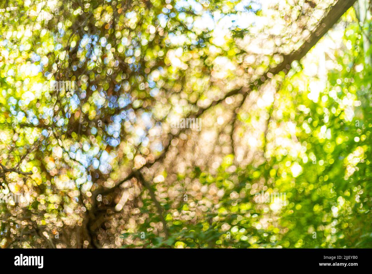 Close up blurred photo of branches, leaves and twigs with bokeh effect as a summer background. Stock Photo