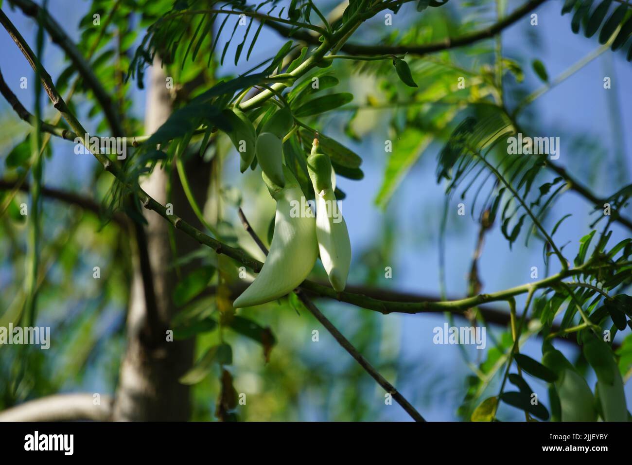 Vegetable hummingbird (Also called Sesbania grandiflora, hummingbird, West Indian pea, Jayanti, agati, katurai) with a natural background Stock Photo