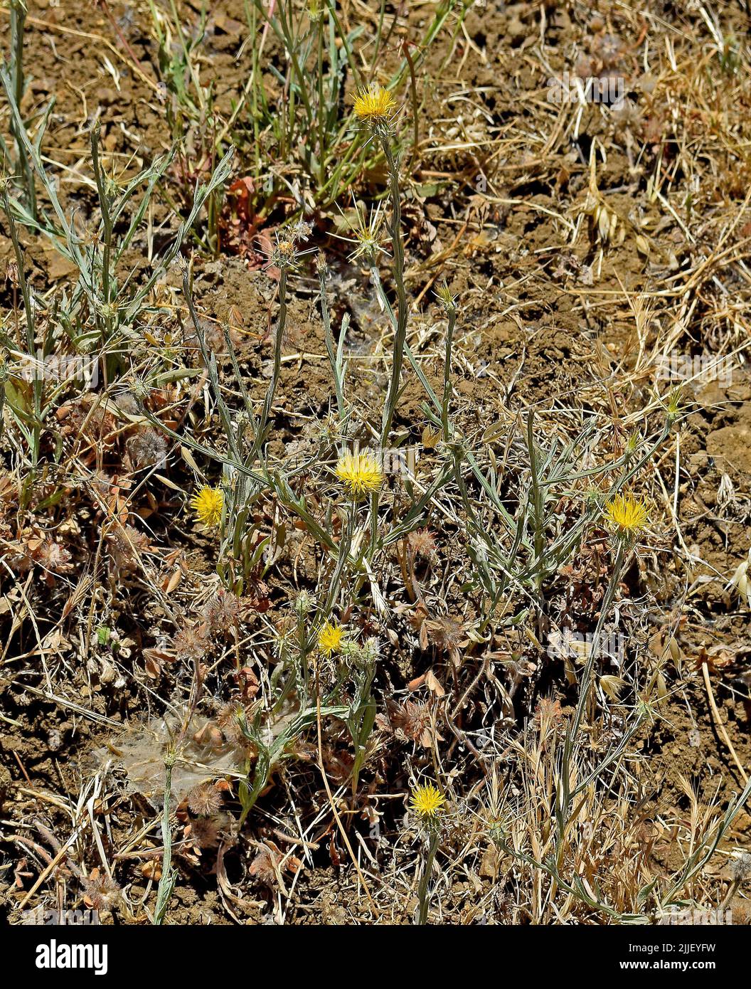 yellow flowers in Dry Creek Regional Park, Union City, California Stock Photo