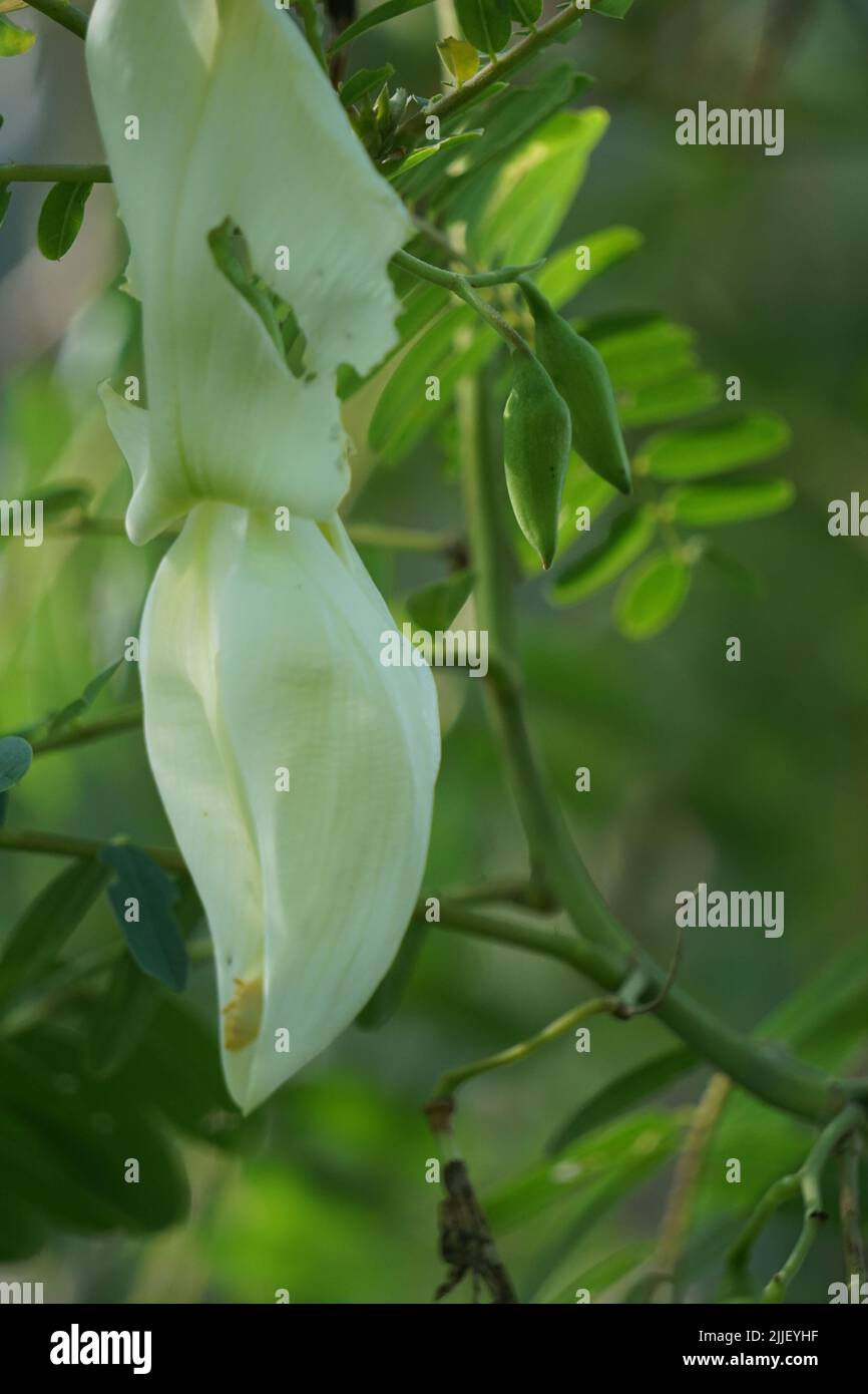 Vegetable hummingbird (Also called Sesbania grandiflora, hummingbird, West Indian pea, Jayanti, agati, katurai) with a natural background Stock Photo