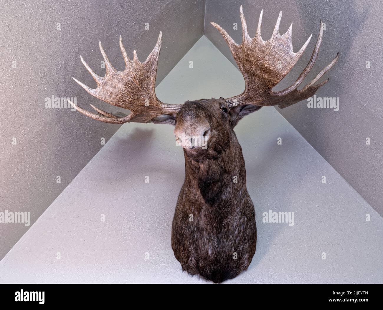 Mounted moose head hi-res stock photography and images - Alamy