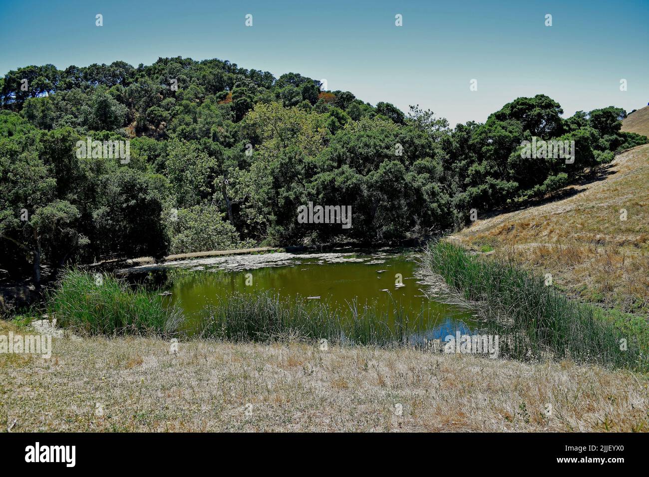 pond in Dry Creek Regional Park, Union City, California Stock Photo