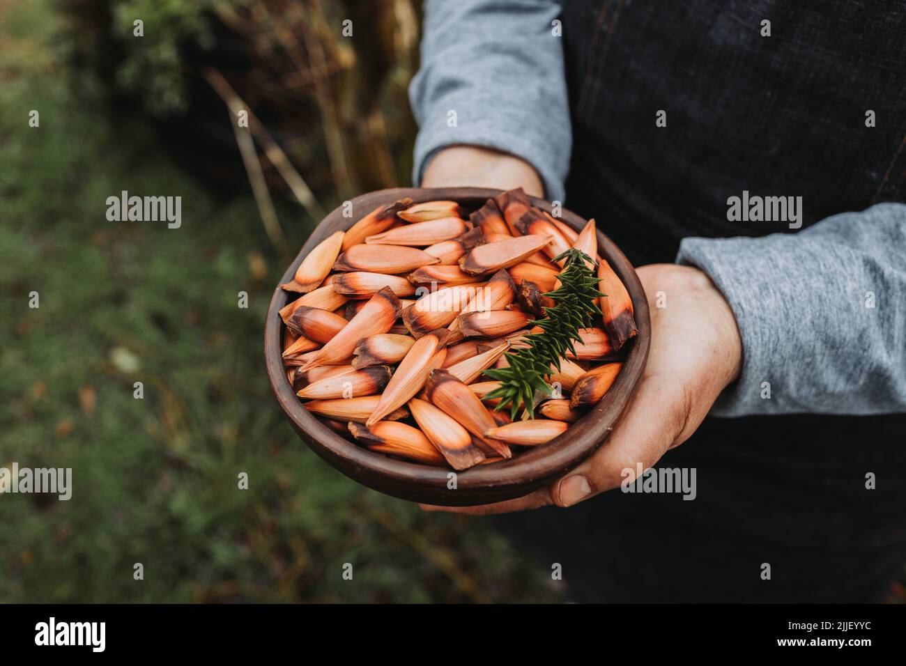 unrecognizable woman holding a clay bowl with chilean pine nuts, pehuen, araucaria tree fruit. Copy space Stock Photo