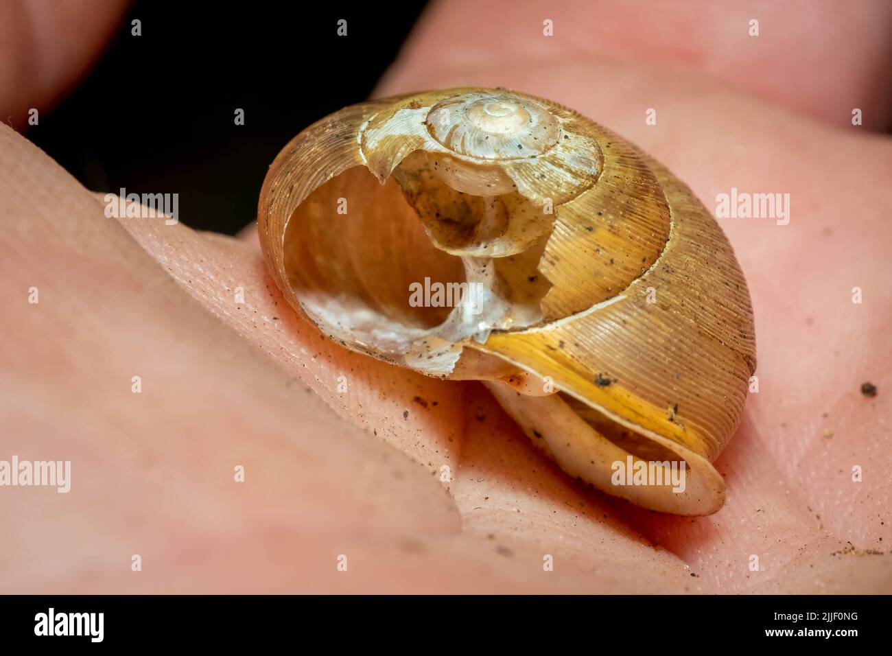 A broken snail shell reveals the pattern inside Stock Photo Alamy