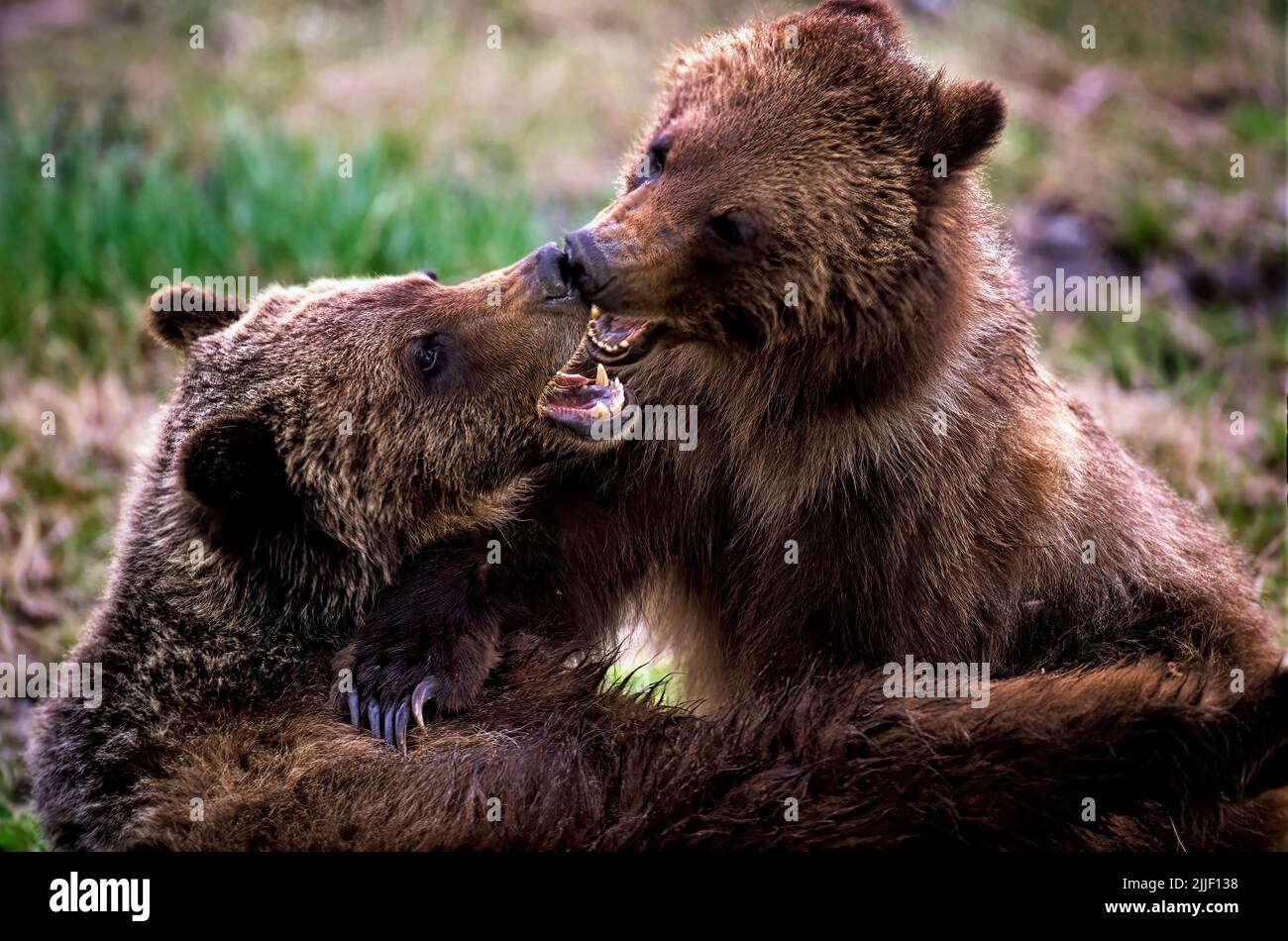 Two young grizzly bears  [Ursus arctos]  play fighting in rural Alberta Canada Stock Photo
