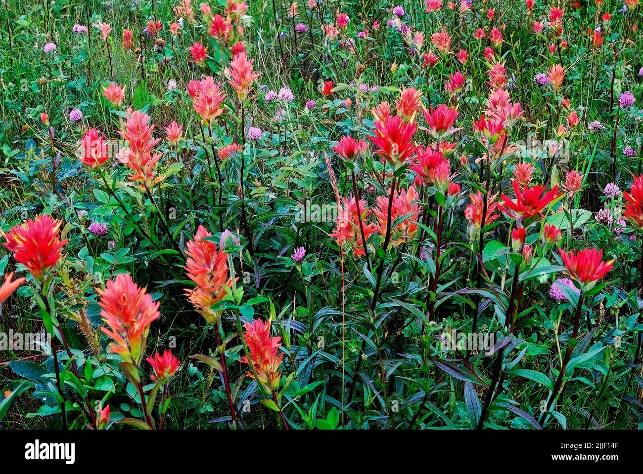 A rural meadow full of Indian paintbrush flowers growing wild in rural Alberta Canada Stock Photo