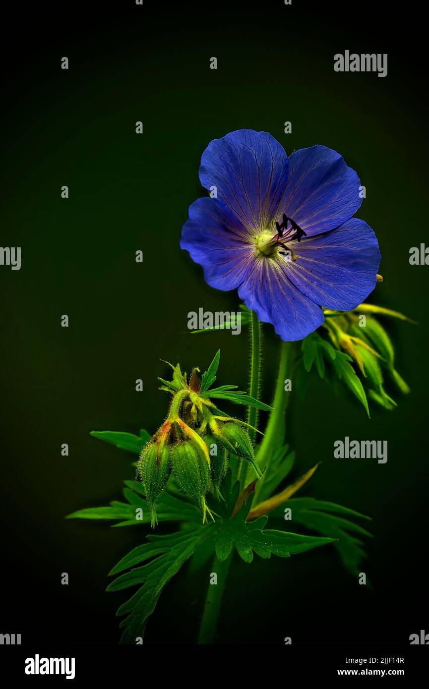 A vertical image of a Meadow Crane's- Bill geranium growing in a meadow in rural Alberta Canada Stock Photo