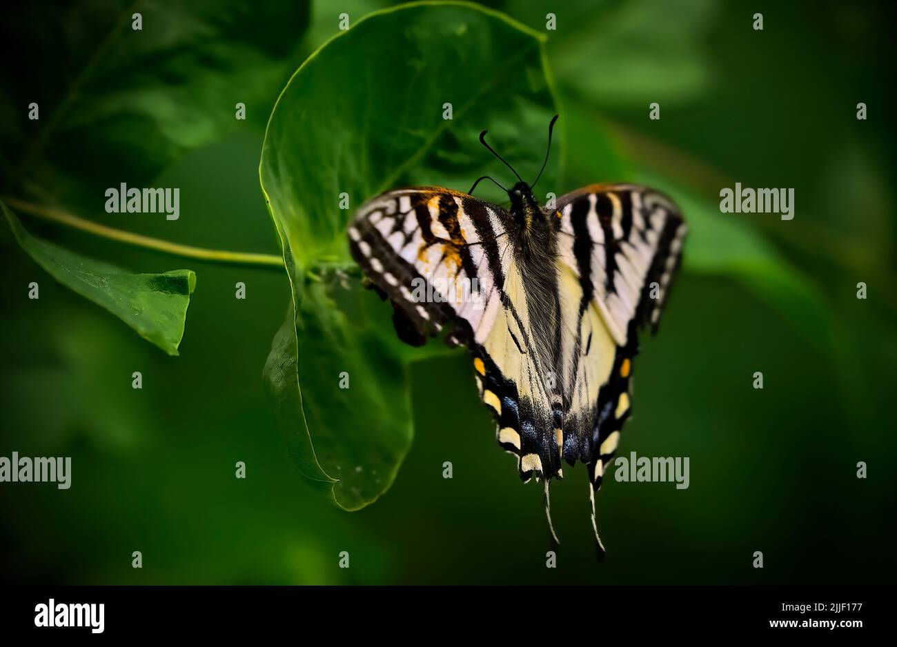 Eastern Tiger Swallowtail, Papilio glaucus, rests on a plant leaves in rural Alberta Canada Stock Photo