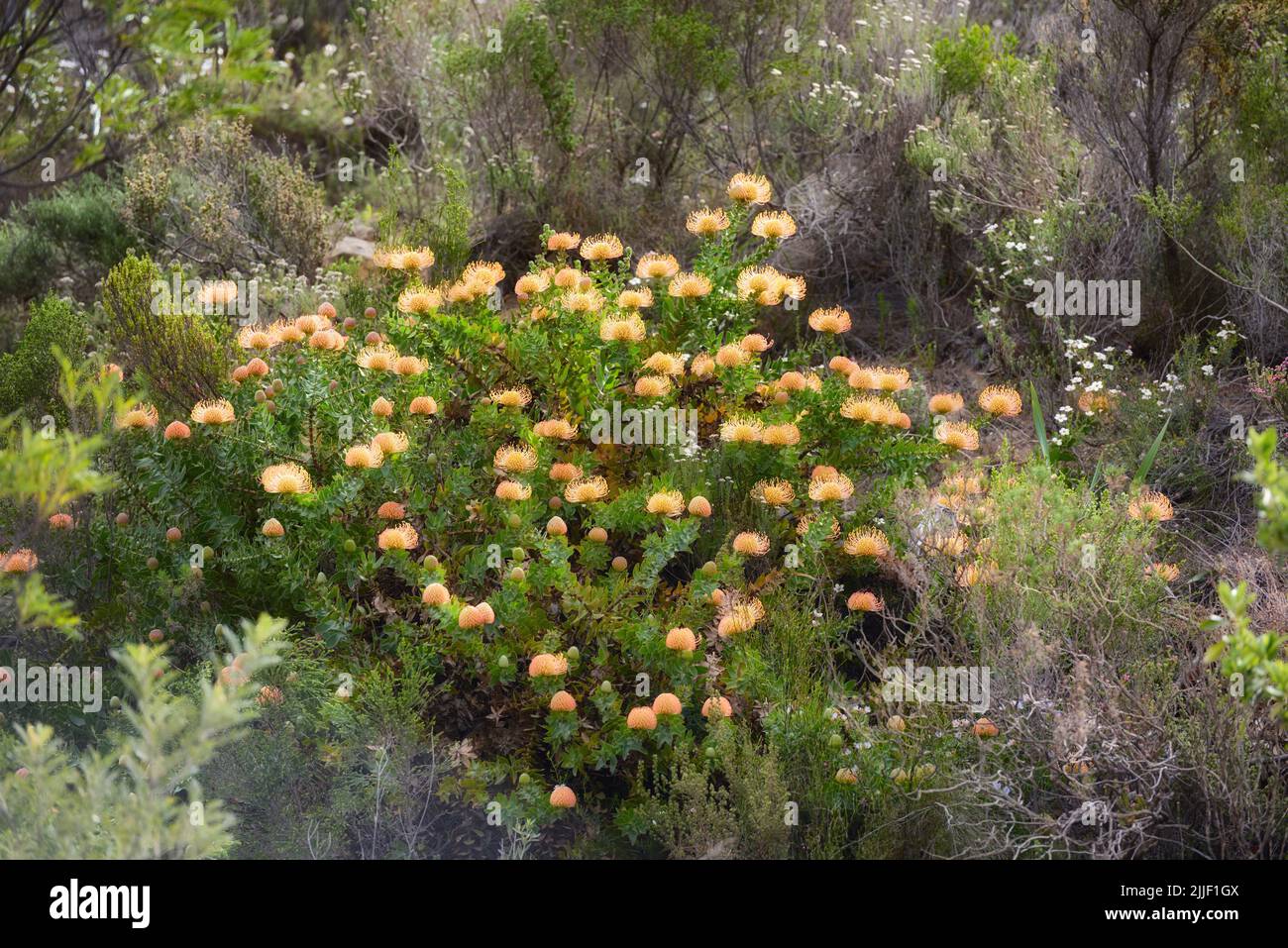 Leucospermum cordifolium flowers growing outdoors in nature surrounded by green bush. Yellow plants blooming in a national conservation park in a Stock Photo