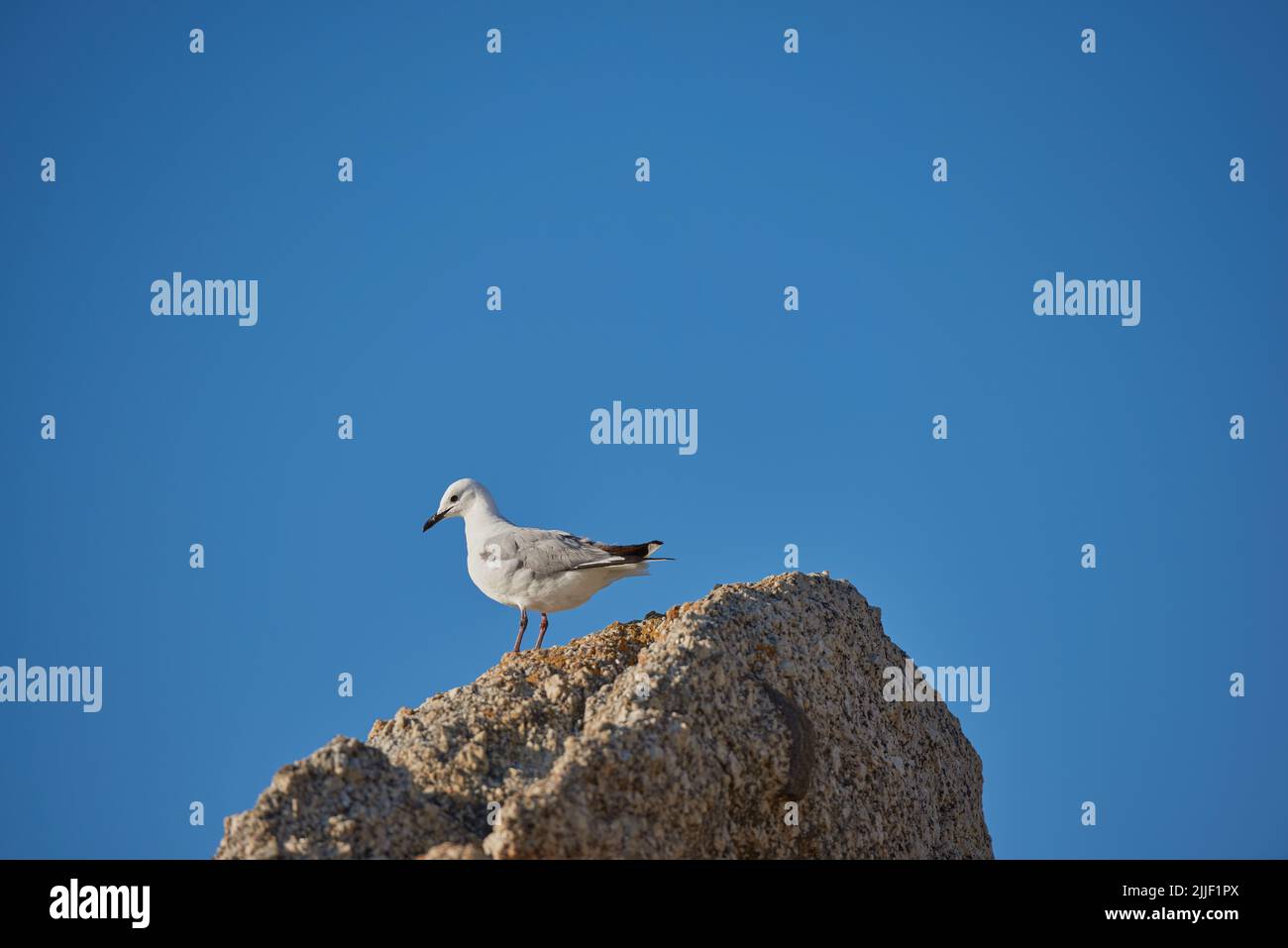 Lonely seagull struggling to find food due to effects of climate change and rising sea levels. Wildlife landscape with a bird on a boulder or rock Stock Photo