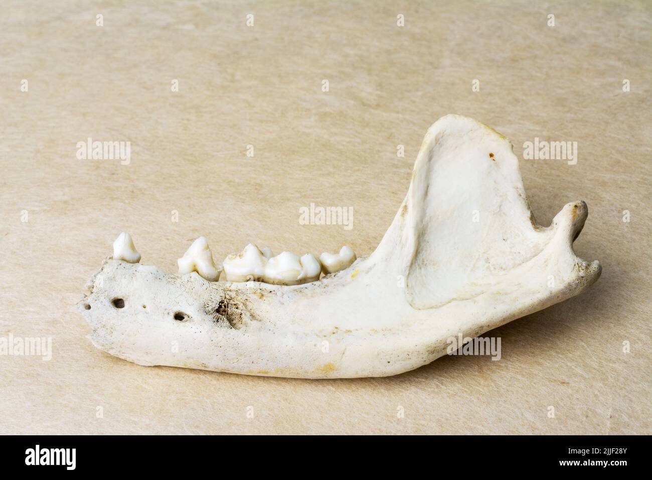 Bleached Raccoon dog lower jaw bone Stock Photo Alamy