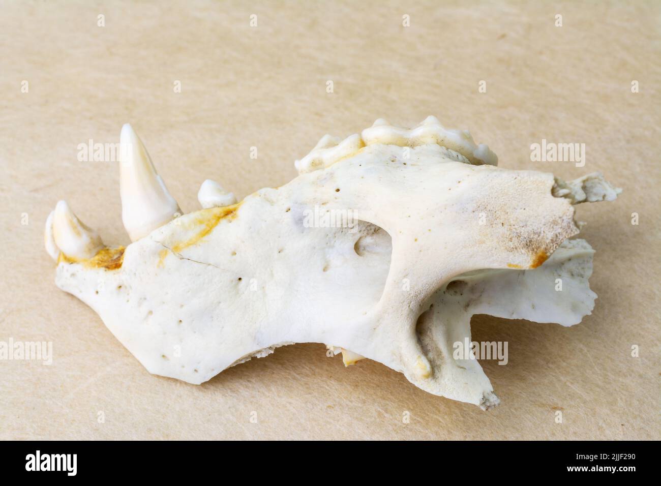 Bleached Raccoon dog upper jaw bone Stock Photo