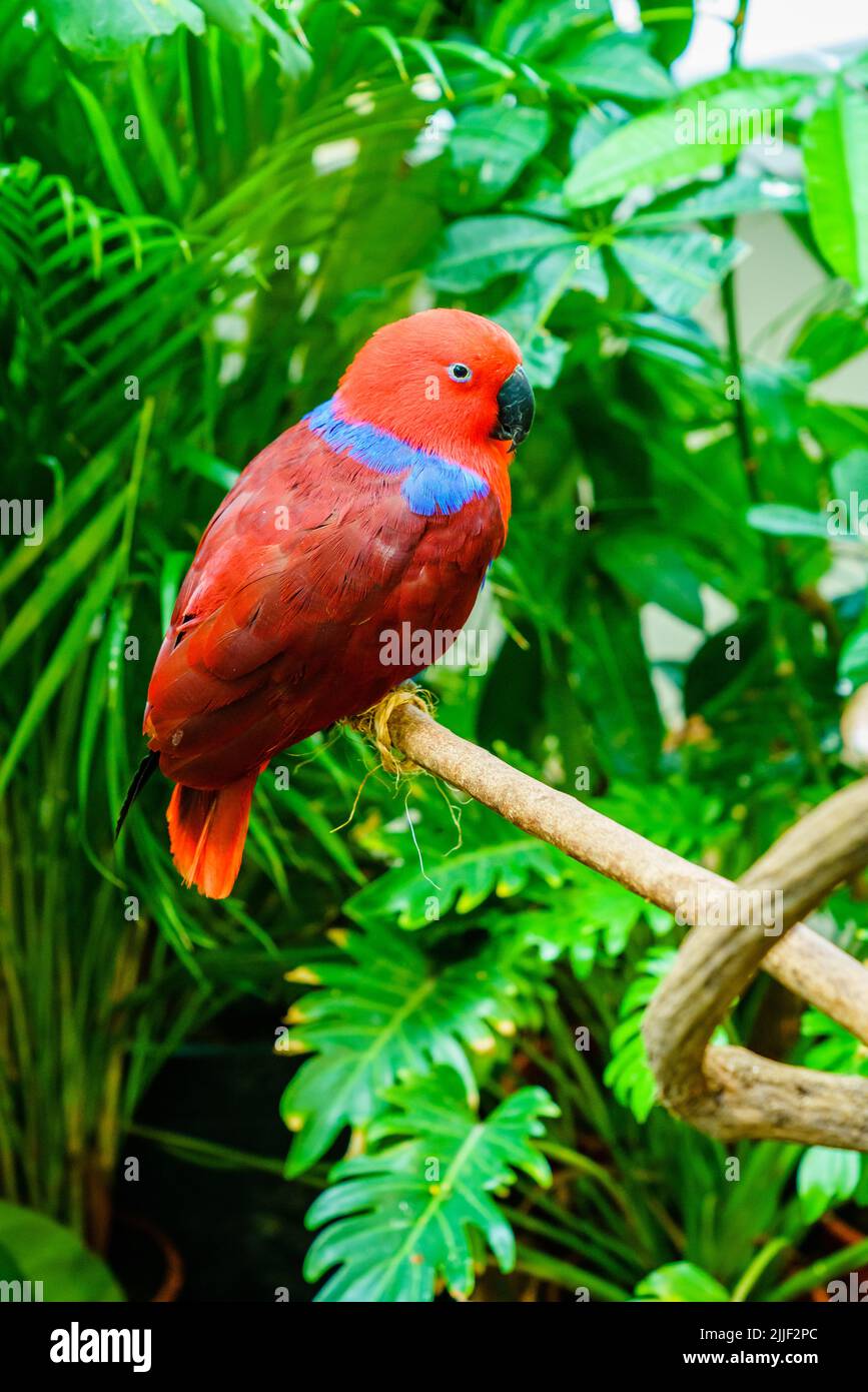 Portrait of Papuan Eclectus parrot in a natural habitat Stock Photo