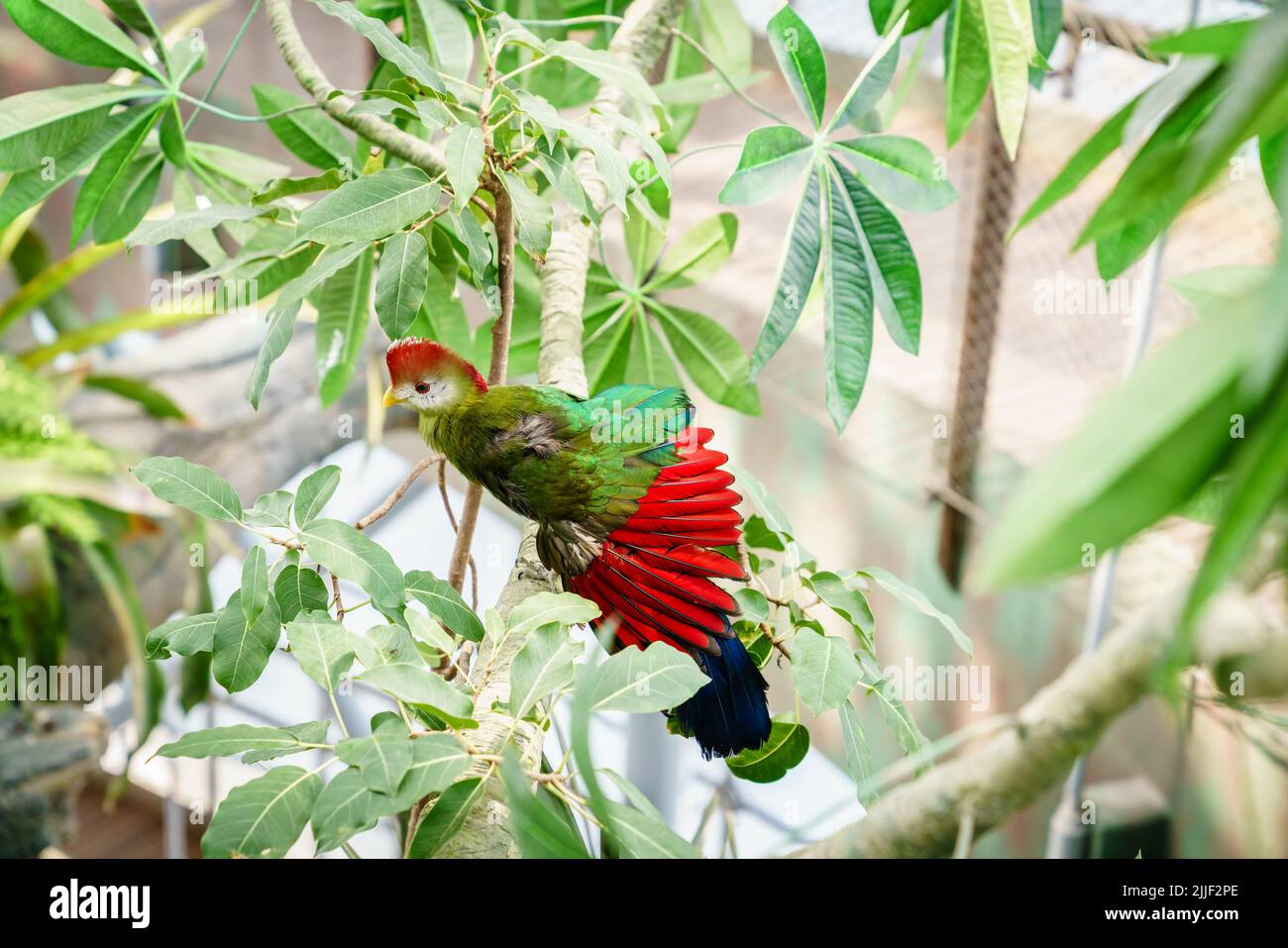 Portrait of Red-crested turaco in a bird sanctuary Stock Photo