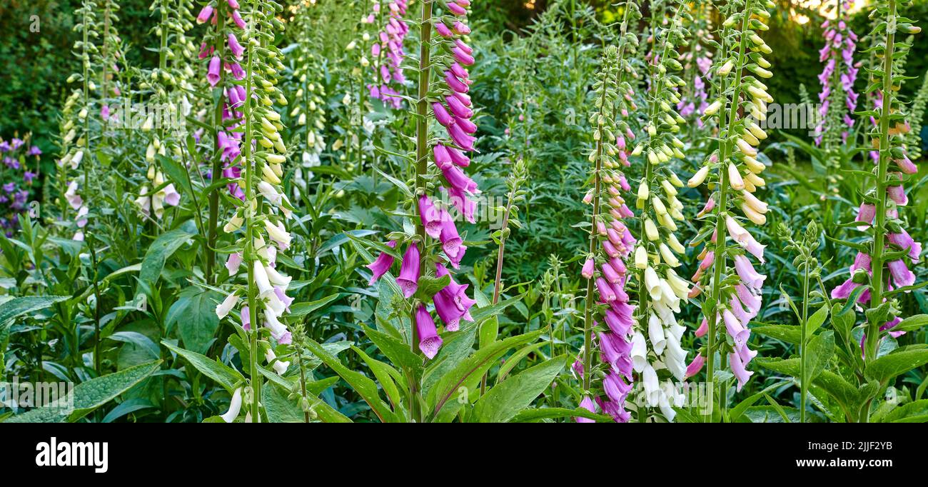 Common Foxglove flower plants or Digitalis purpurea growing and blooming in a botanical garden on a Spring day. Closeup of nature in a forest with Stock Photo