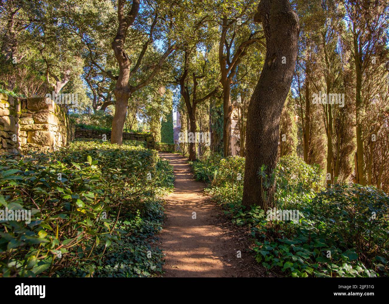 A footpath going through a live oak woodland located in France, taken on a sunny winter afternoon with no people Stock Photo