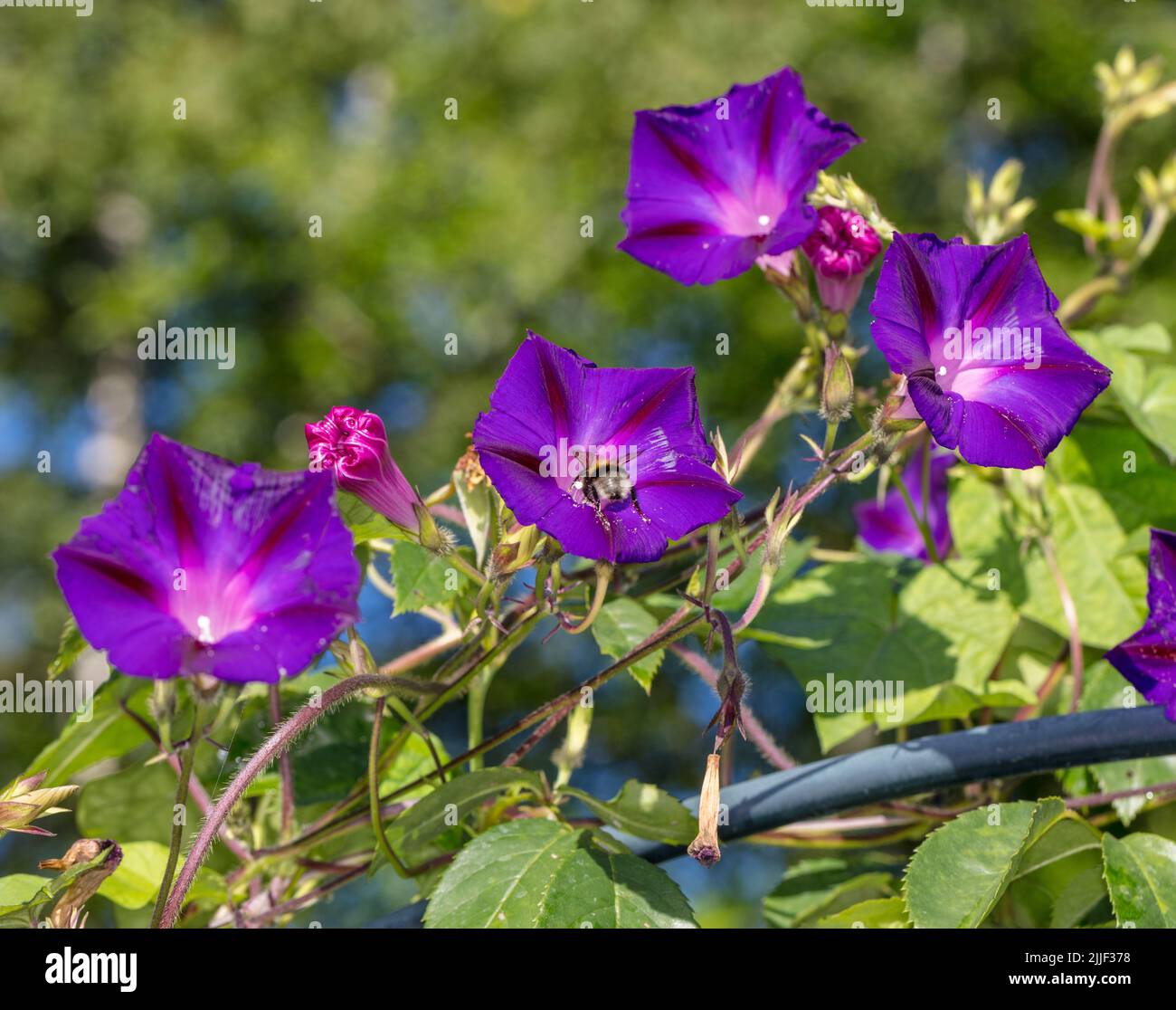 'Grandpa Ott' Common Morning Glory, Purpurvinda (Ipomoea purpurea) Stock Photo