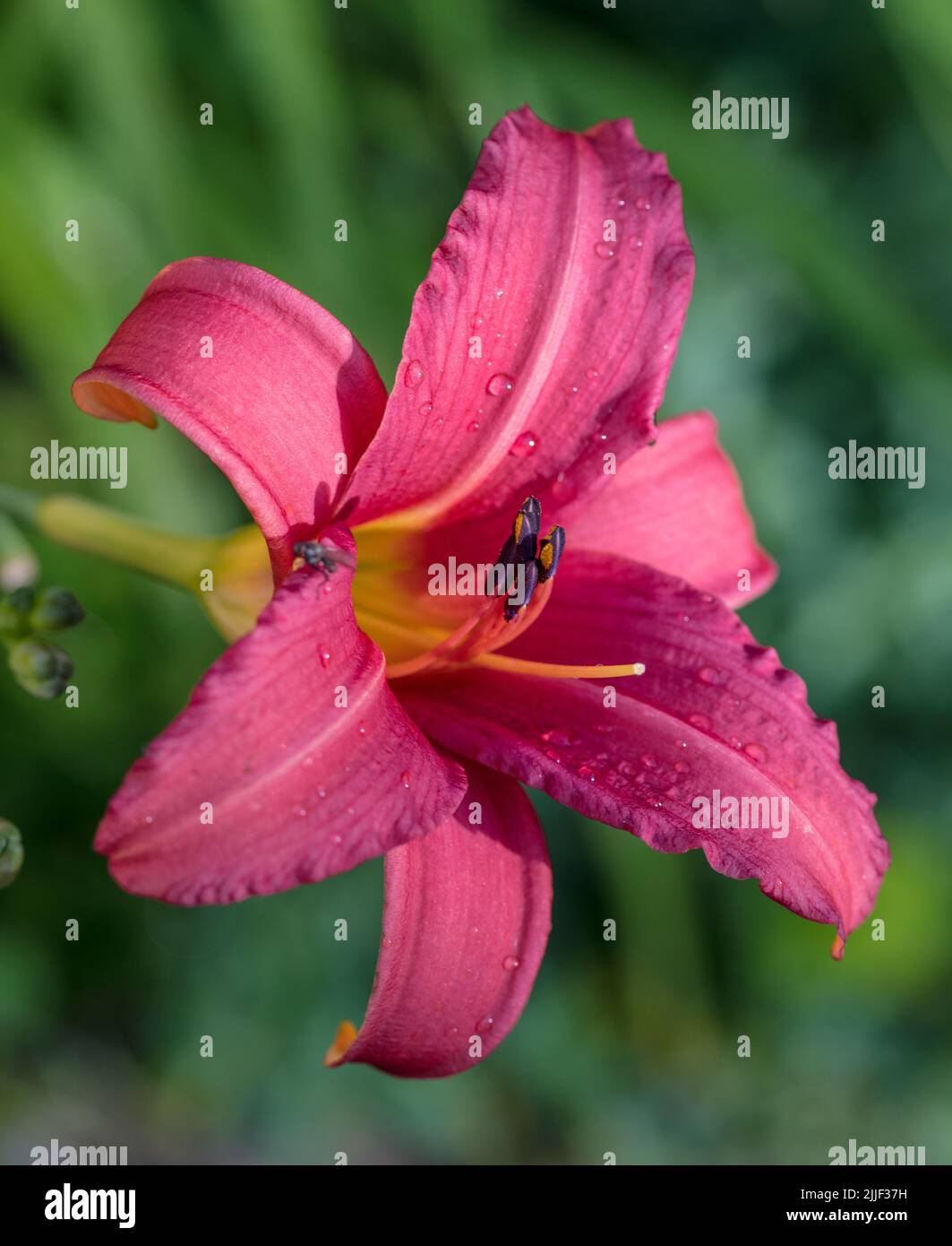 ‘Pink Damask’ Daylily, Daglilja (Hemerocallis Stock Photo - Alamy