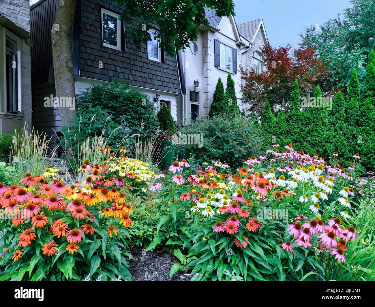 Home garden with large planting of cone flowers in various colors Stock