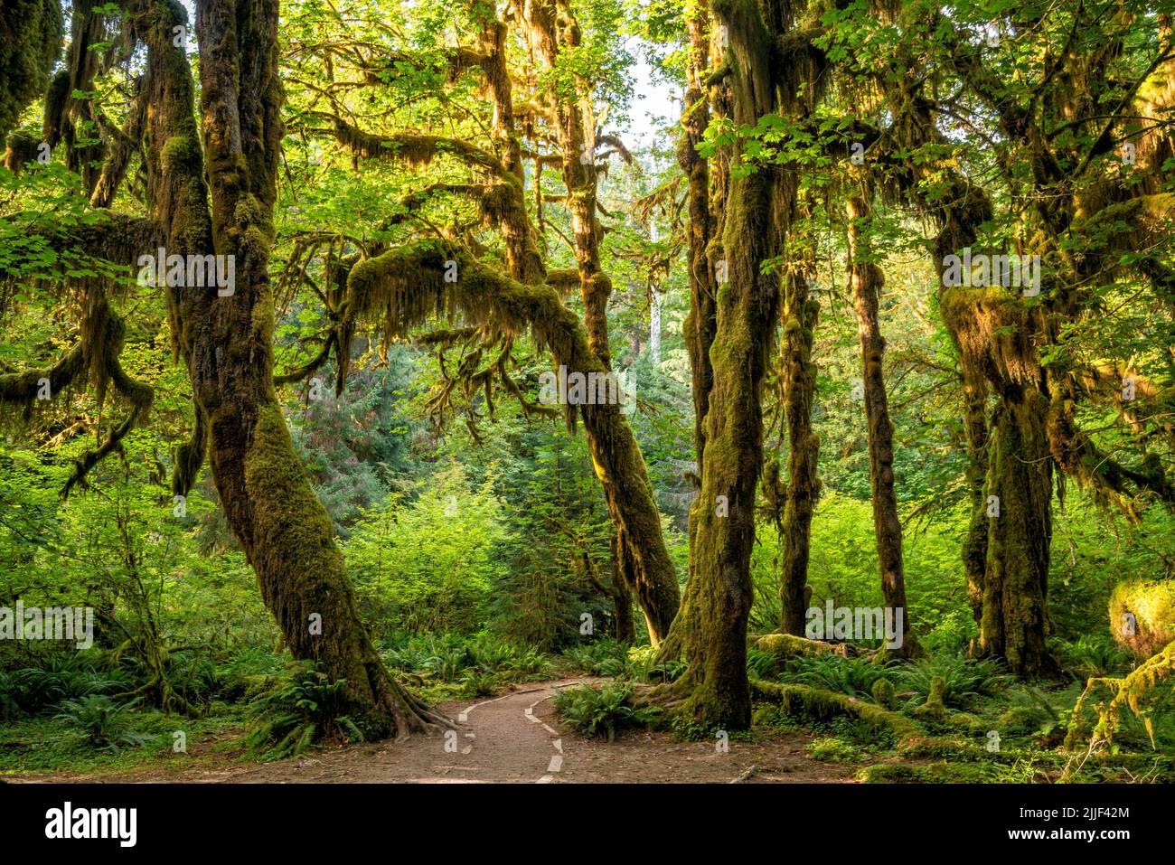 Hoh Rain Forest Hike Hi res Stock Photography And Images Alamy