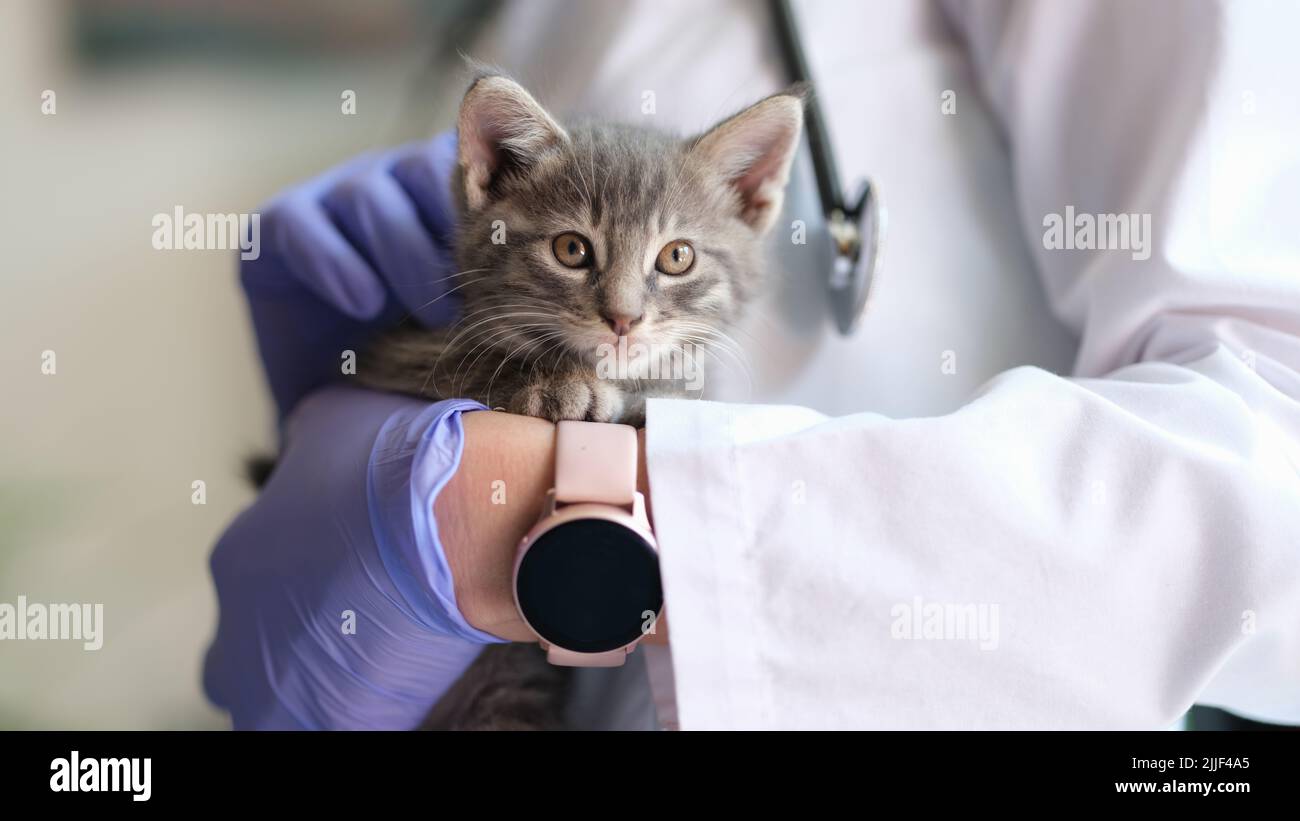 Doctor veterinarian holding little kitten in hands Stock Photo