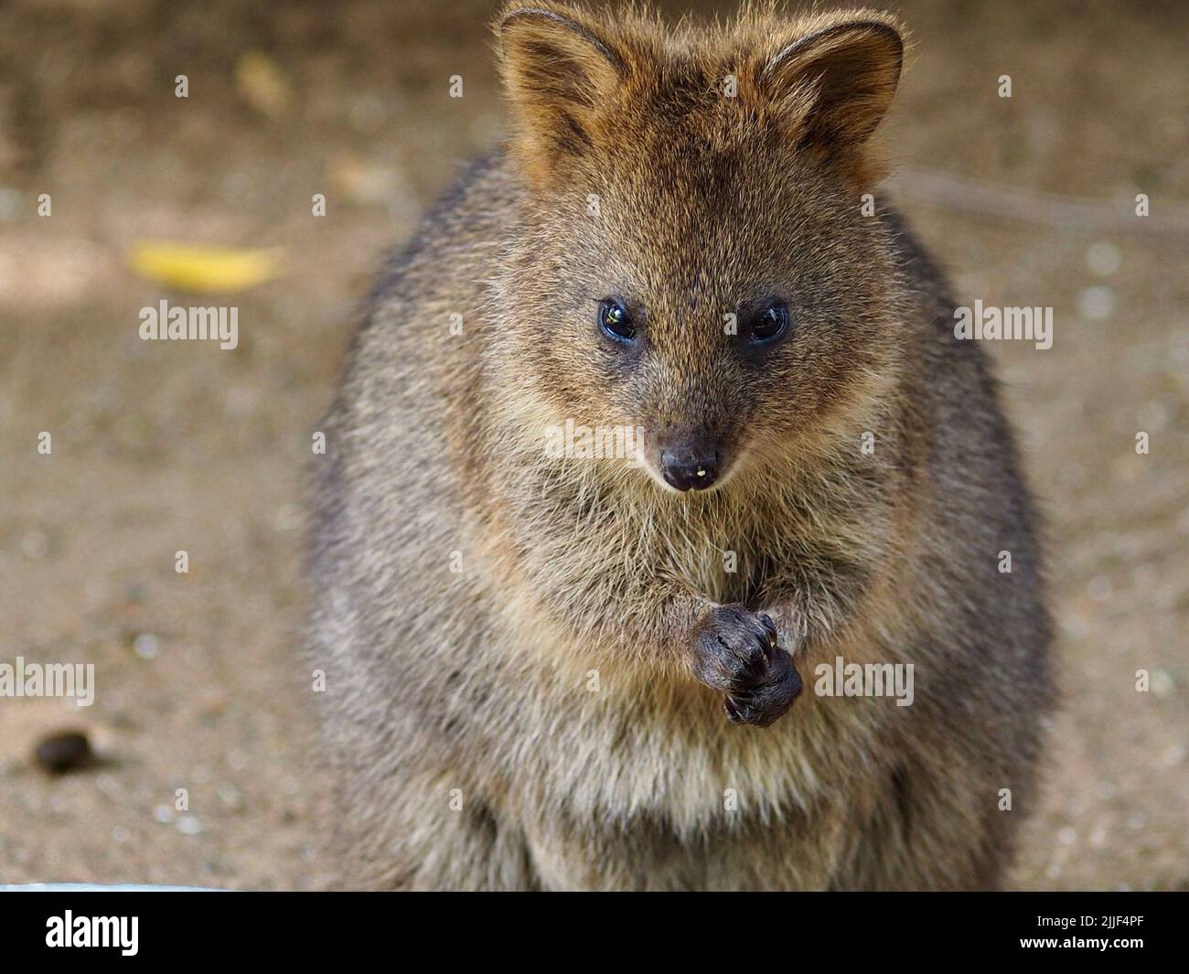 Wonderful engaging  Quokka in enchanting beauty. Stock Photo