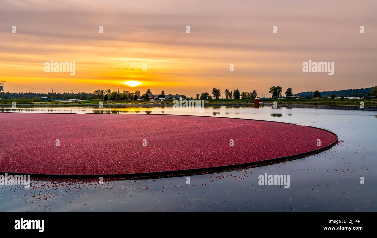 Sunset over a Cranberry Harvest in the Fraser Valley of British Columbia, Canada Stock Photo