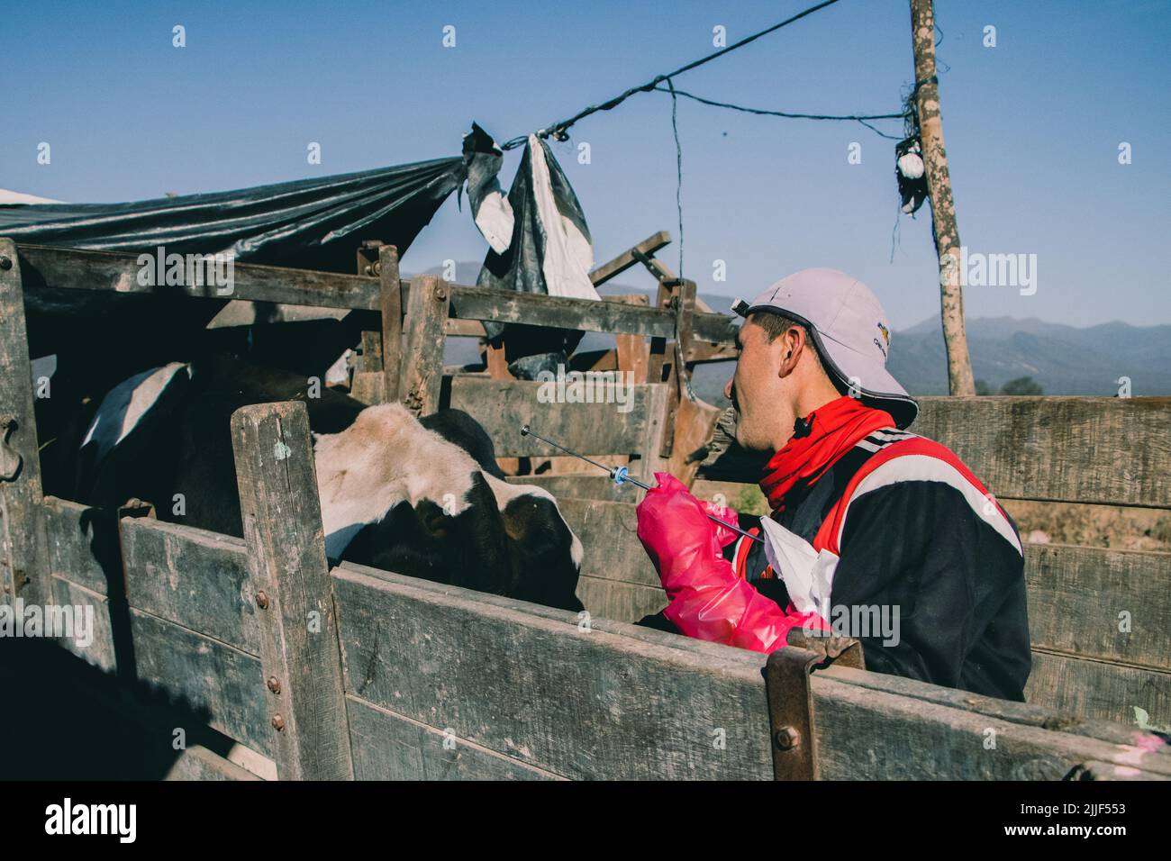 July 13, 2022, Salta, Argentina: Farmworker prepares to artificially inseminate a cow. This dairy is located in the outskirts of Salta, Argentina and has around 800 cows. Female cows are artificially inseminated for the first time at the age of 15 months. A cow's pregnancy is like a human's, lasts nine months. Once the calf has been born, the cow is milked daily by the machine. On average, six to eight weeks after the birth of the calf, the cow is inseminated again. After about 5-6 years she stops giving milk and the animal is slaughtered. (Credit Image: © Lara Hauser/SOPA Images via ZUMA Pres Stock Photo