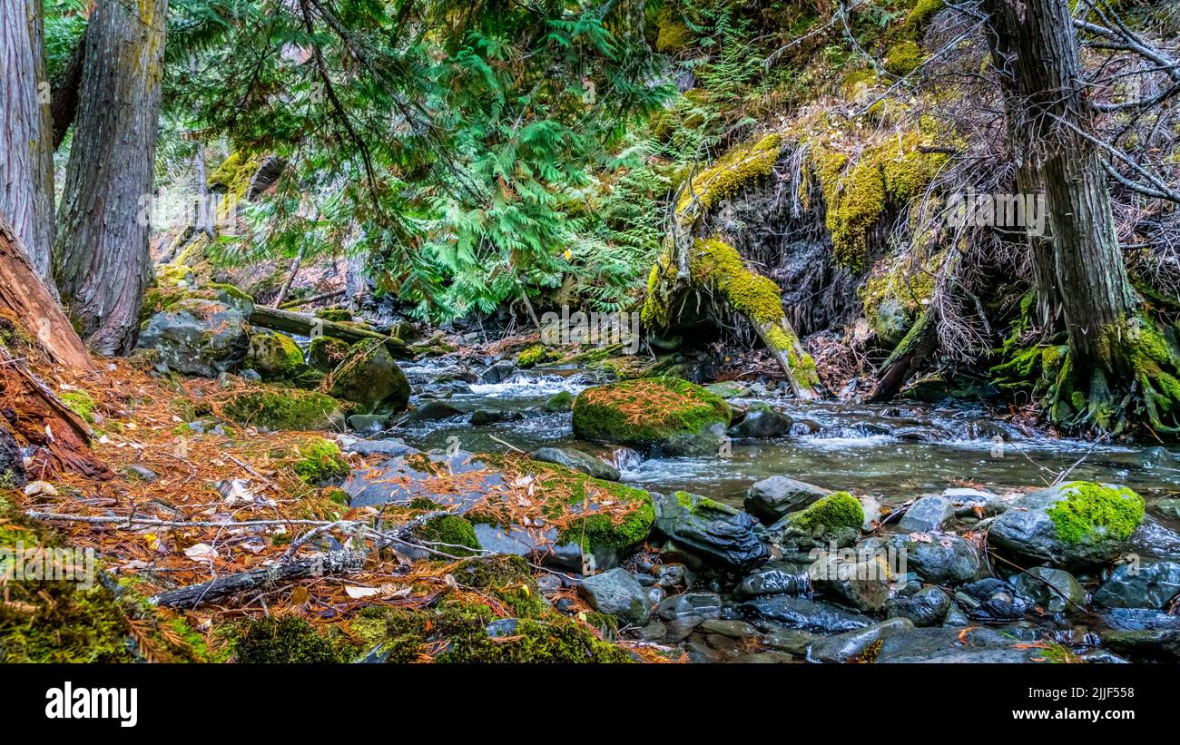 Fall Colors at Mcgillivray Creek near the town of Whitecroft in British Columbia, Canada Stock Photo