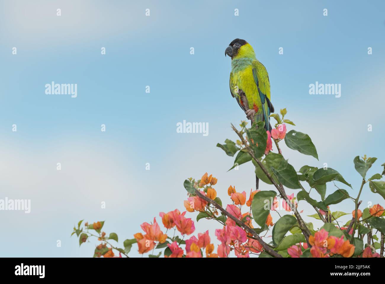 A Nanday parakeet, also known as the Black-hooded parakeet, perched in ...