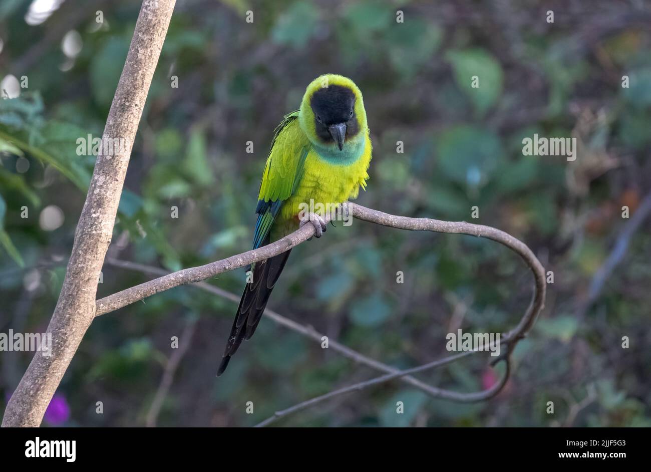 A Nanday parakeet, also known as the Black-hooded parakeet, perched in ...