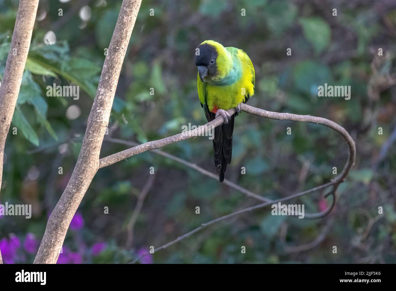 A Nanday parakeet, also known as the Black-hooded parakeet, perched in ...