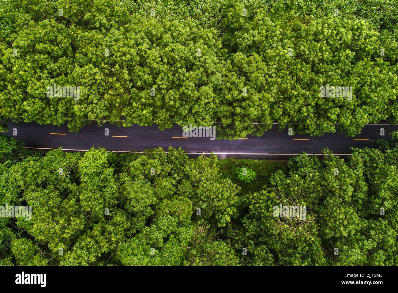 Straight road with palm trees hi-res stock photography and images - Alamy