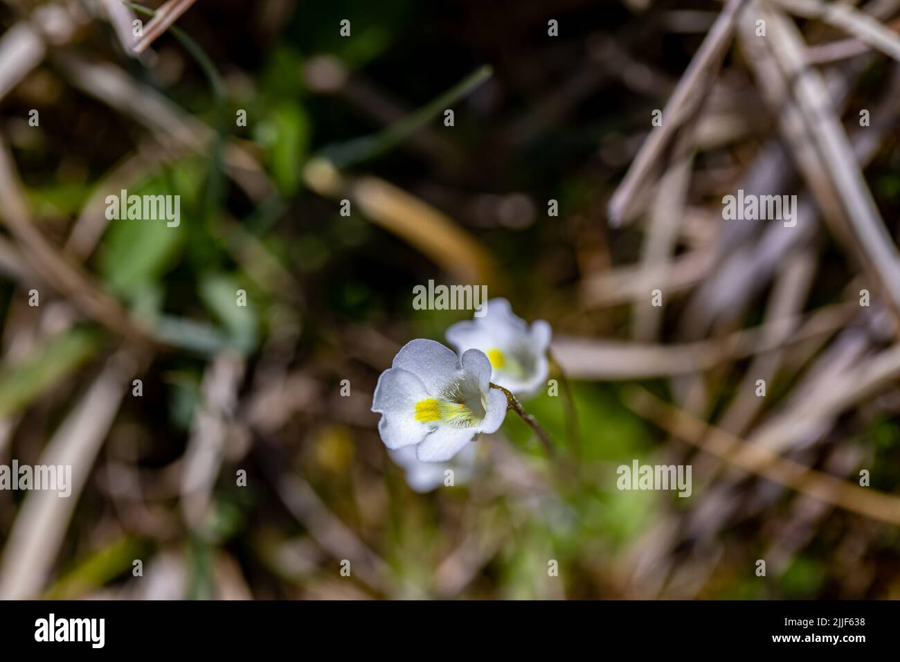 Pinguicula alpina flower growing in meadow, close up Stock Photo