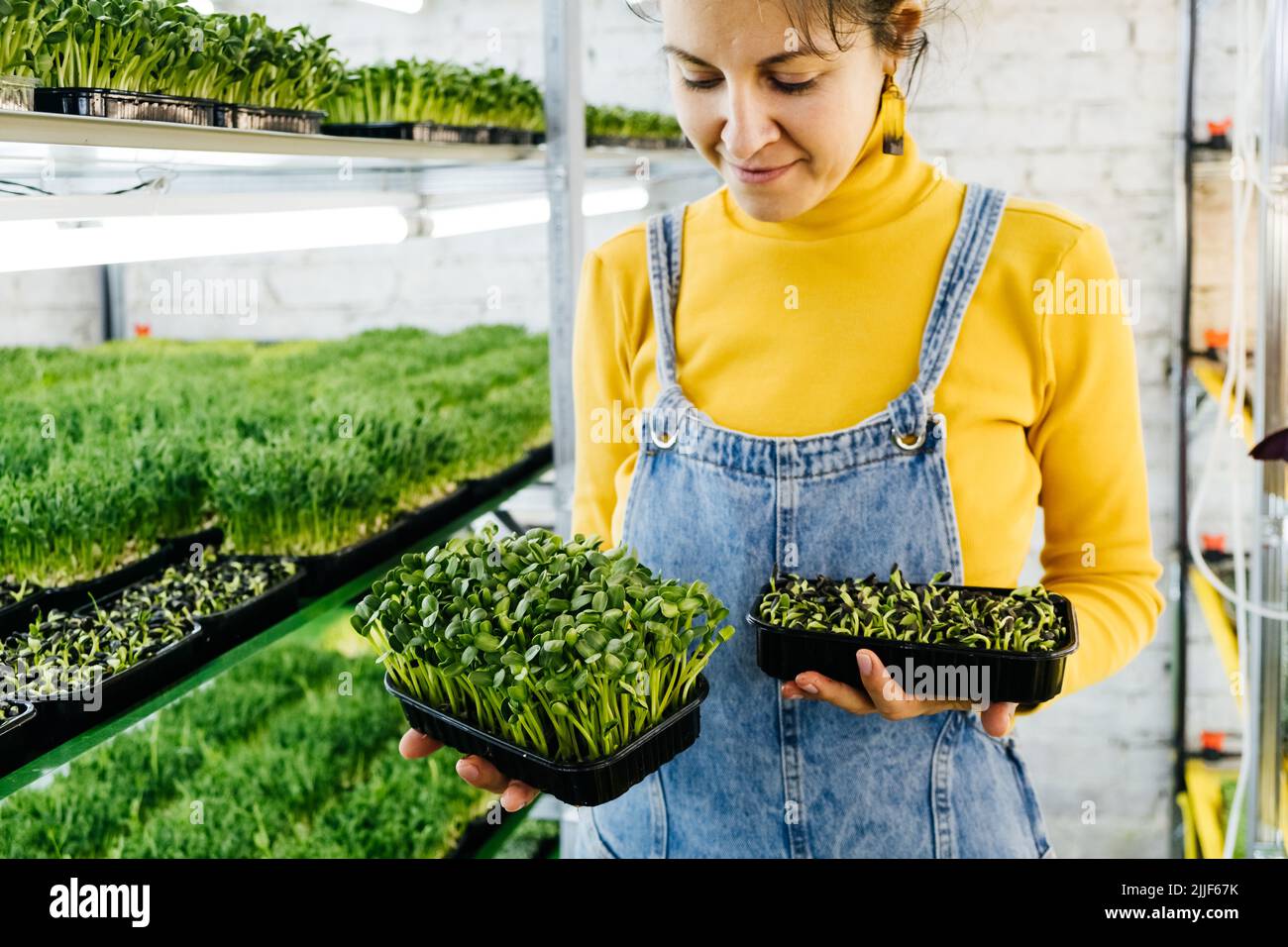 Microgreens growing background with raw sprouts in female hands. Fresh raw herbs from home garden or indoor vertical farm, full of vitamins for vegans Stock Photo