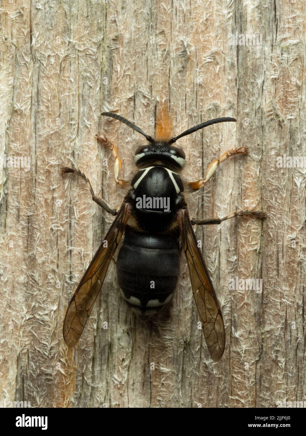 dorsal view of a bald faced hornet, Dolichovespula maculata, chewing wood from an old fence board Stock Photo