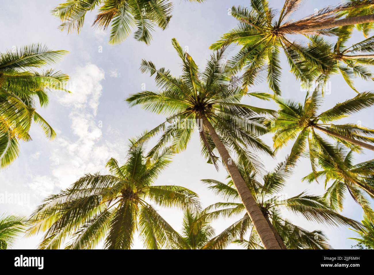 Coconut palm tree uprisen view in island nature landscape Stock Photo
