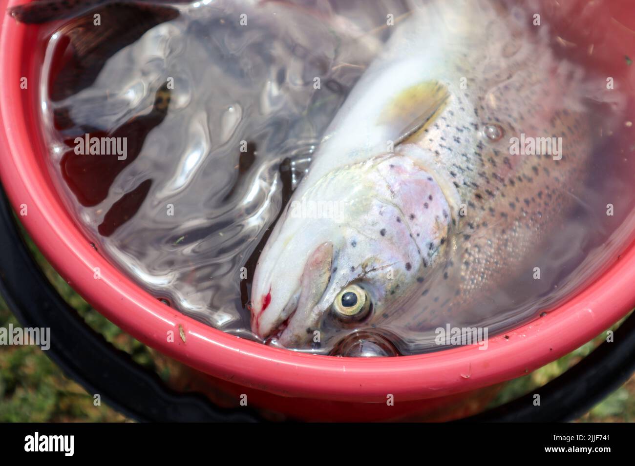 trout catch in a bucket. fishing. summer fishing. trout farming Stock Photo